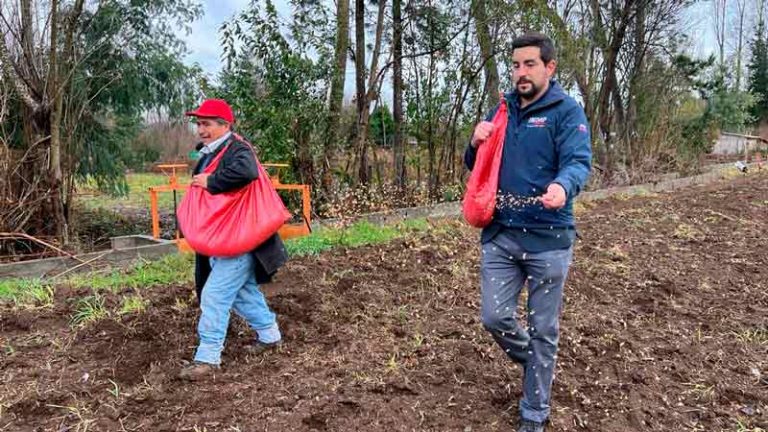 INDAP incentivará la producción de papa en Chile a través de apoyo en