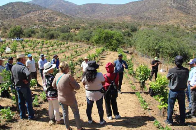 Huerto Modelo De Limoneros De Inia Intihuasi Se Transforma En Un