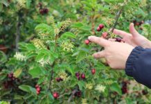 Inician talleres de capacitación en recolección sustentable de frutos del bosque