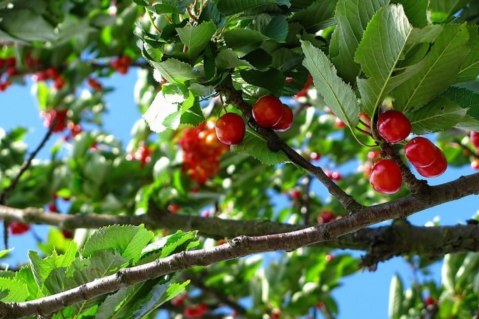 Cerezas