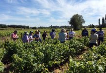 Viñateros del Biobío participaron de Comité de Vinificación en Talca Minagri