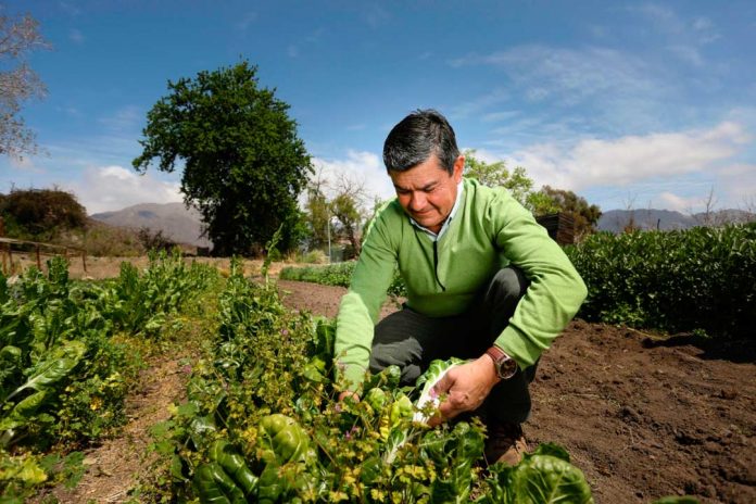 agricultor