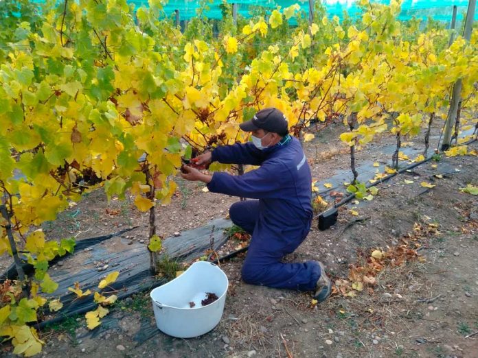 vendimia del vino