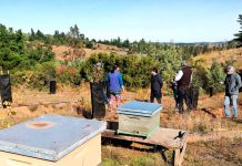 producción melífera