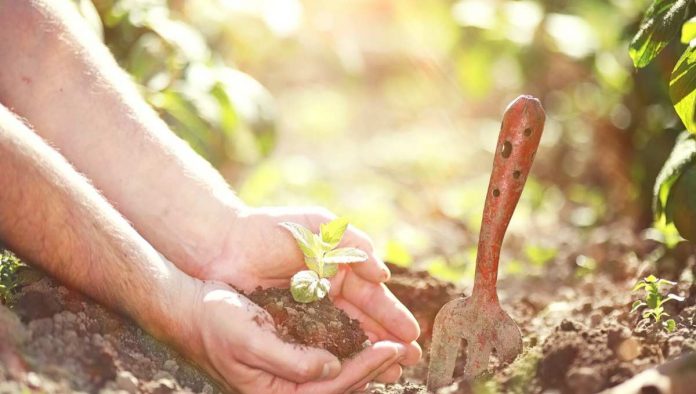 amor por las plantas