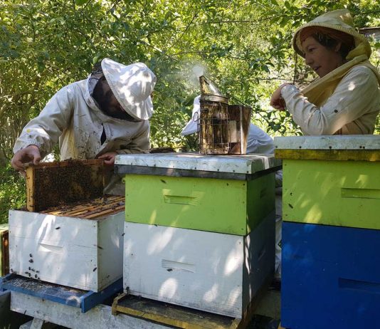 Día Mundial de la Abeja