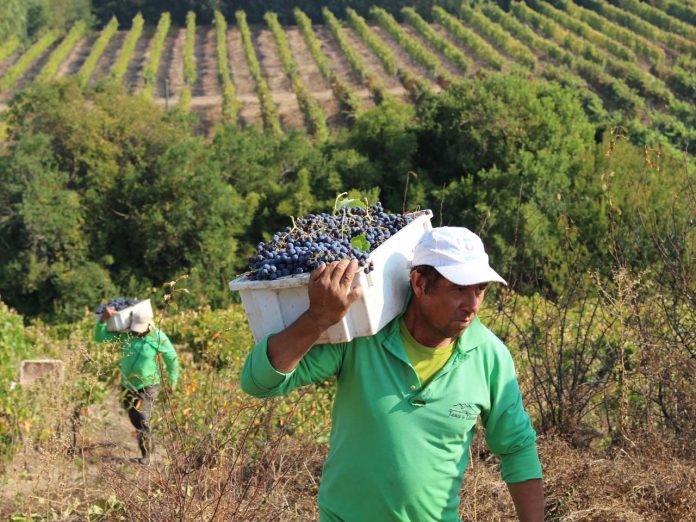 pequeños viñateros