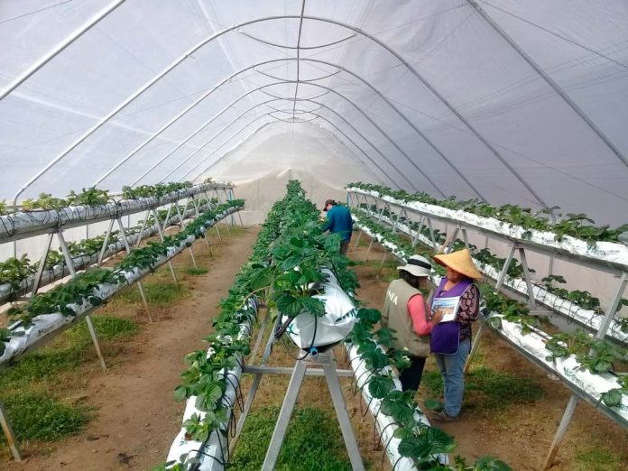 agricultores indígenas