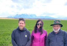 alfalfa en La Patagonia