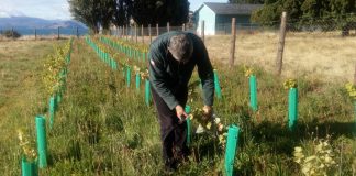 plantaciones de vides con su ubicación geoespacial