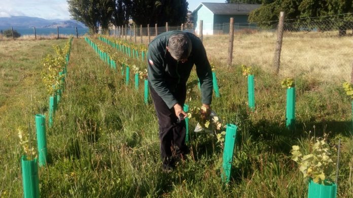 plantaciones de vides con su ubicación geoespacial