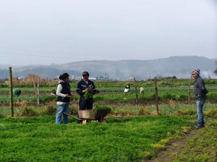 seguros del agro ante la pandemia