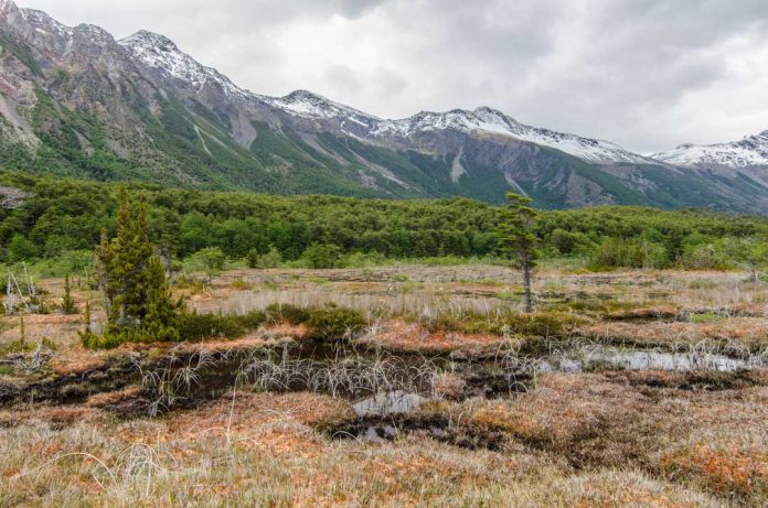 INIA Tamel Aike realiza capacitación sobre normativa vigente y prácticas sustentables en la cosecha del musgo Sphagnum magellanicum para la macrozona -austral.