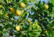 cítricos limones