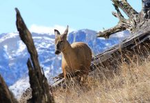 huemul