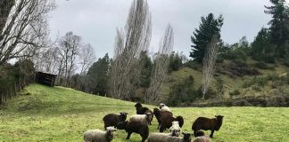 producción ovina de la raza Künko