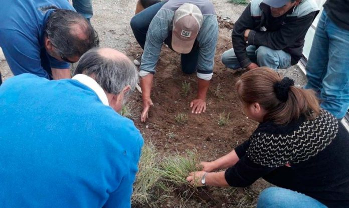 Salicornia: el alimento costero que se transforma en alternativa comercial para los pescadores de Bahía Lenca