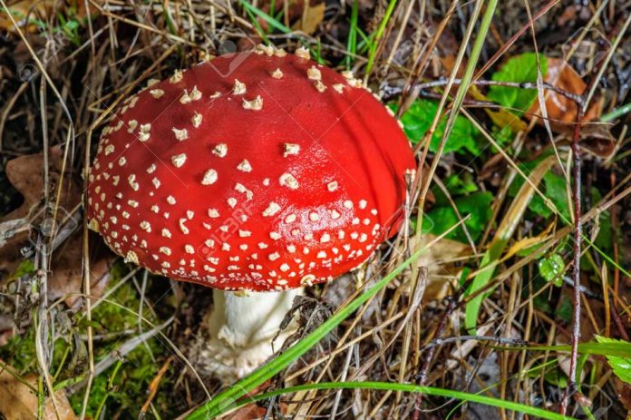 Amanita muscaria