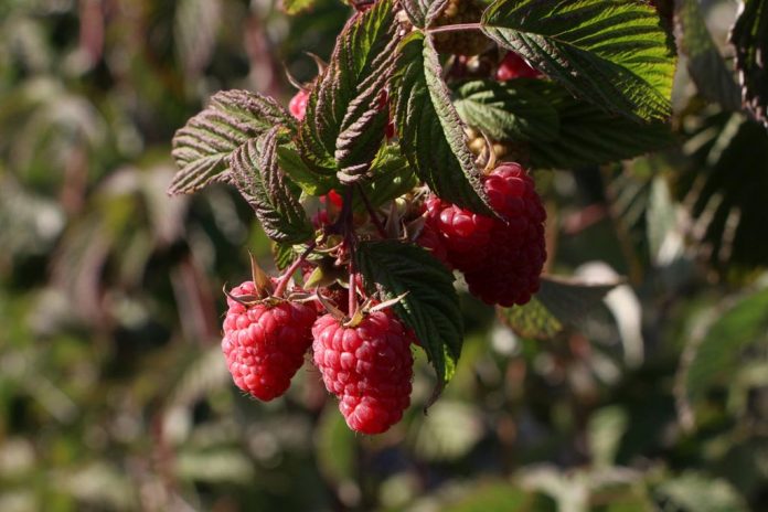 BERRIES DE EXPORTACIÓN