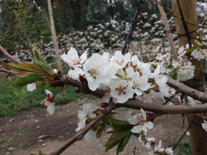 INIA entrega recomendaciones para el manejo de huertos de cerezo dañados por la nieve