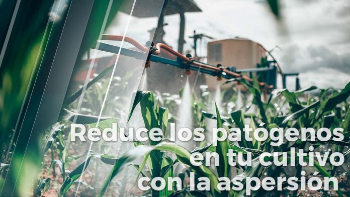 Reduce los patógenos en tu cultivo con la Aspersión