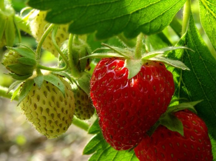 Científicos de Doctorado en Ciencias UTalca generan manejo para producir frutillas más rojas