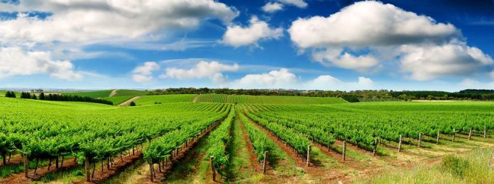 Fertiyeso: la solución agrícola de Volcán para mejorar las condiciones del suelo