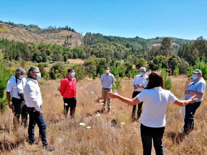 Resiliencia territorial: restauran bosques de Biobío dañados por la tormenta de fuego en 2017