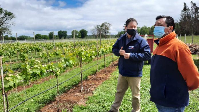 Agricultor INDAP ofrecerá espumantes de la primera viña cultivada en la Provincia de Llanquihue