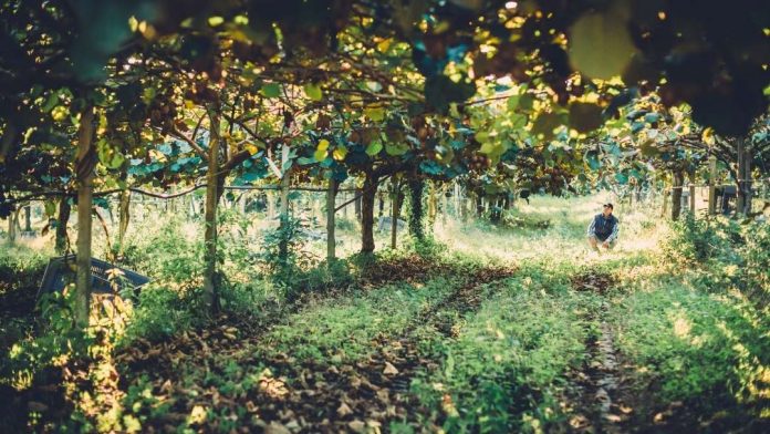 ASOEX manifiesta preocupación por el impacto en las plantaciones frutícolas de las intensas lluvias que afectan a la zona centro- sur del país