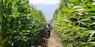 Balance y números positivos de INDAP en la gestión de la cobertura de precios del maíz