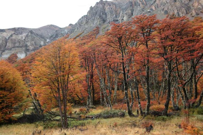 P&G Chile se suma al trabajo de Fundación Reforestemos para ayudar en la conservación de los bosques en la Patagonia