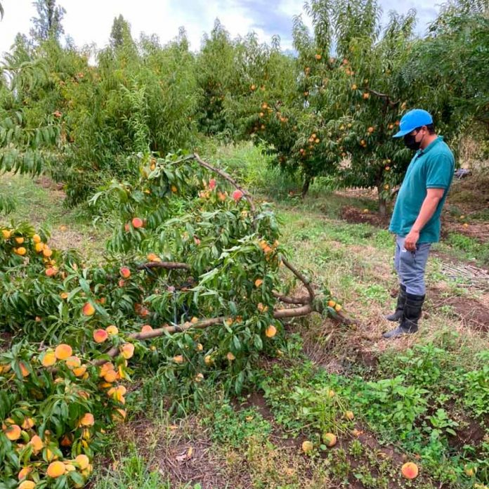 Fedefruta: “Sistema frontal ha provocado una catástrofe agrícola”