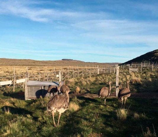 Confirman relevancia internacional de sistema chileno de monitoreo de fauna Confirman relevancia internacional de sistema chileno de monitoreo de fauna