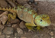 SAG Biobío liberó lagarto gruñidor del sur