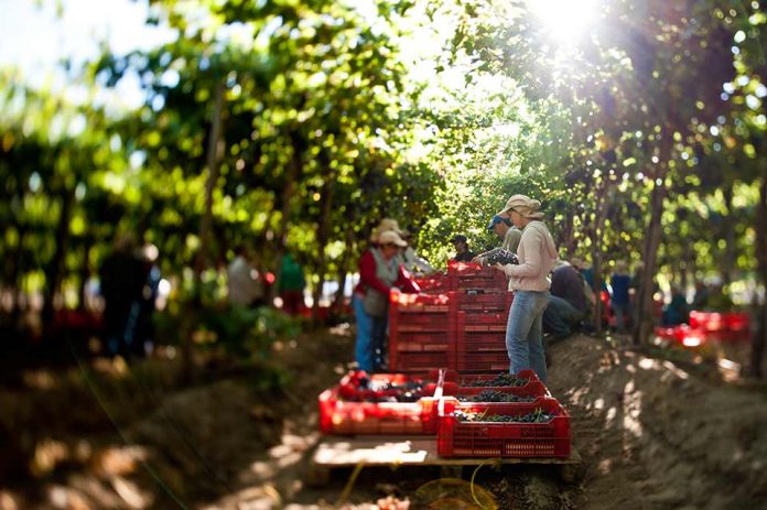 Biblioteca Digital FIA lanza siete libros para potenciar la innovación en la agricultura nacional