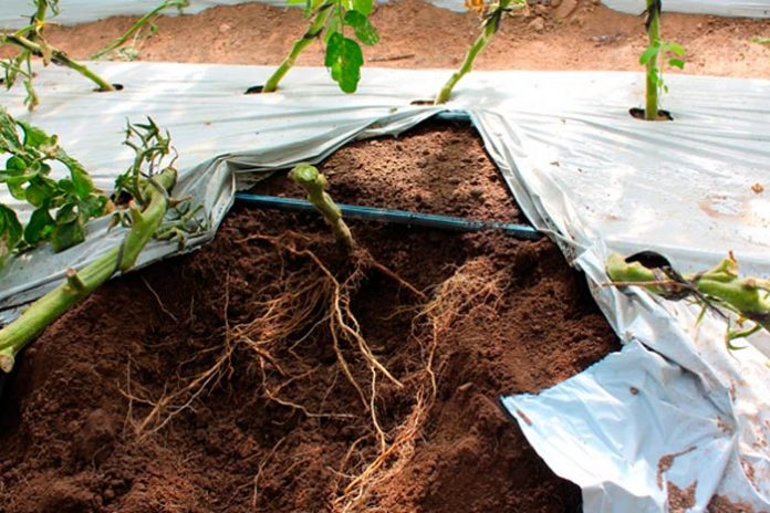 Consejo al agricultor: Beneficios de la materia orgánica del suelo