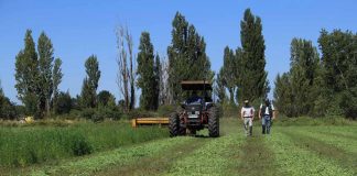 Minagri está evaluando posibles afectaciones a agricultores ante las lluvias en el Biobío