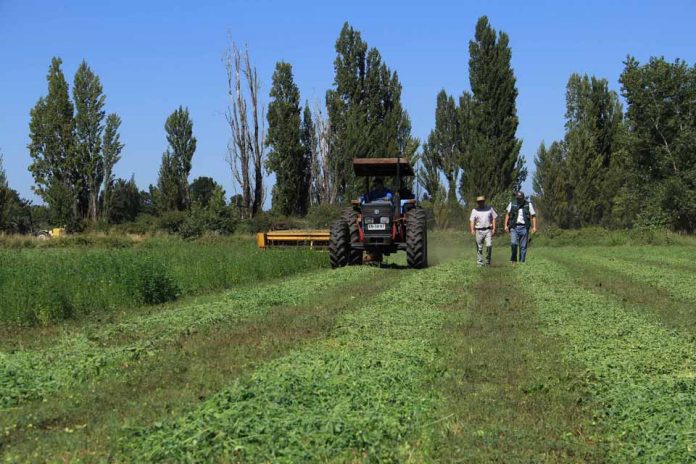 Minagri está evaluando posibles afectaciones a agricultores ante las lluvias en el Biobío