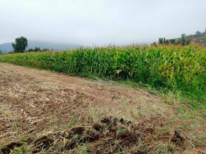 Provincia de Melipilla será beneficiada con alternativas sustentables para evitar uso del fuego en tareas agrícolas