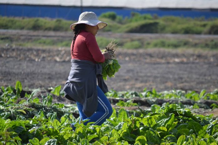 CNR compromete apoyo a mujeres rurales incorporando grupos especiales y un primer concurso nacional para agricultoras y de pueblos originarios