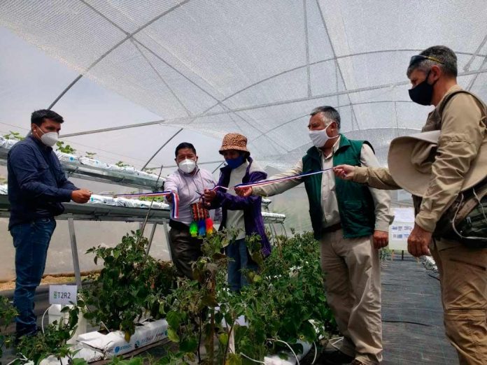 Berries son cultivados bajo invernaderos multipropósitos en precordillera