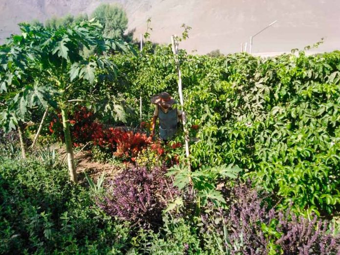 Fomentan cultivos ecológicos en favor de la conservación del picaflor de Arica