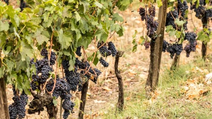 Ya está publicado el primer informe de previsión de vendimia Ya está publicado el primer informe de previsión de vendimia