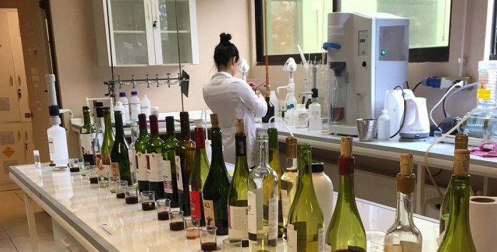 Laboratorio de Microvinificación de Agronomía UdeC retoma funcionamiento para vitivinicultores