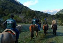 EN COCHAMÓ: SAG MONITOREA SANIDAD DEL GANADO EN PREDIOS LIMÍTROFES CON ARGENTINA