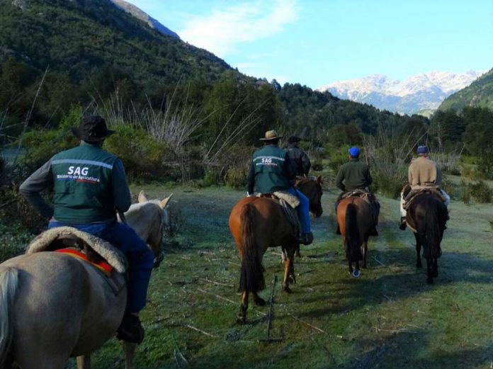 EN COCHAMÓ: SAG MONITOREA SANIDAD DEL GANADO EN PREDIOS LIMÍTROFES CON ARGENTINA