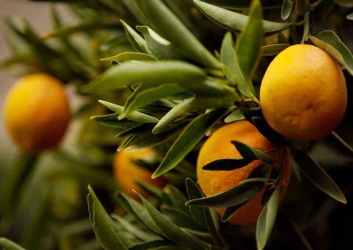 32 importadores y 21 exportadores protagonizarán rueda de negocios de cítricos a China 32 importadores y 21 exportadores protagonizarán rueda de negocios de cítricos a China