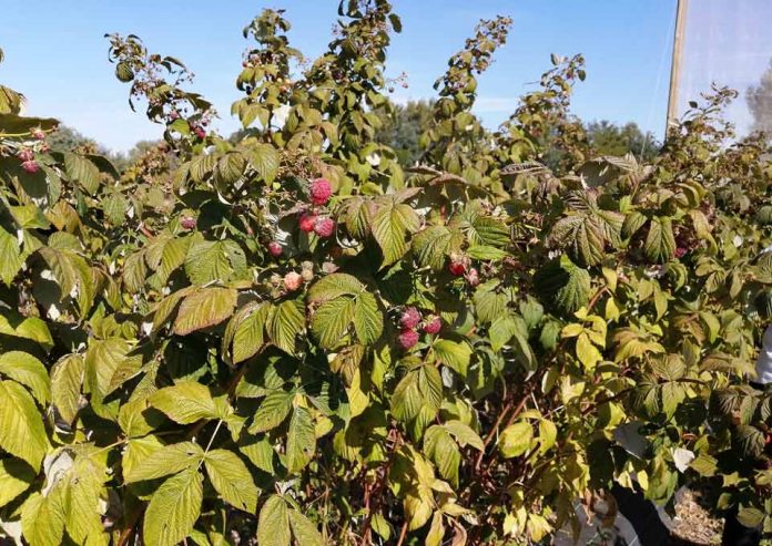 Con curso de manejo integrado de plagas INIA busca controlar avance de Drosophila suzukii en frutales