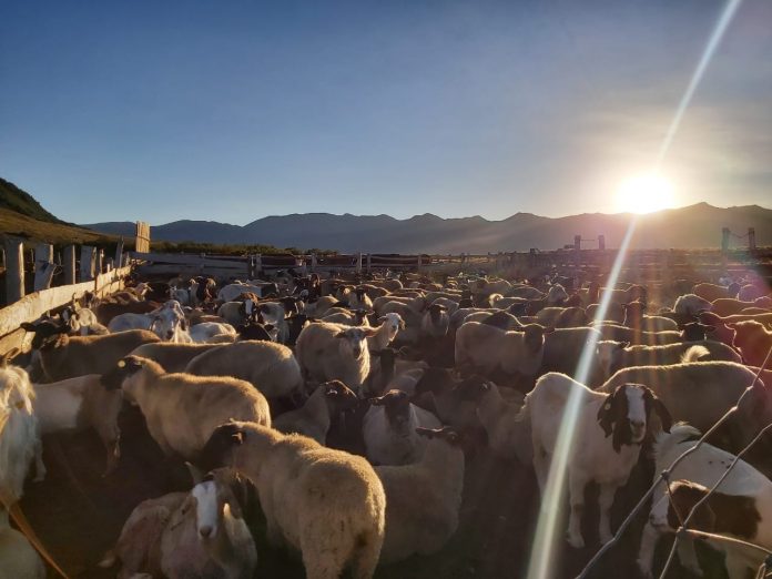 Últimos rebaños de animales regresan desde las veranadas en la provincia de Biobío